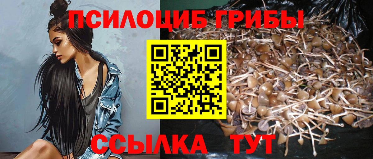 Сарапул  Псилоцибиновые грибы Cubensis  Вход с VPN 